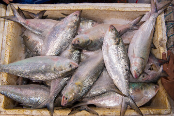 The hilsa shad
