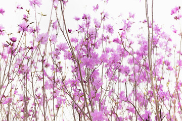 Delicate magenta wildflowers on thin branches on white background close up, detail with blur in outdoor. Spring natural floral background.
