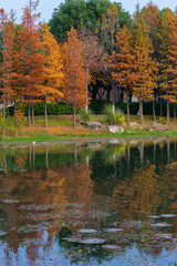 Autumn scenery of Wuhan East Lake Wetland Park Scenic Area