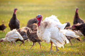 Turkeys walk on the grass in a green meadow in a pasture. Animal husbandry and agriculture in the mountains.