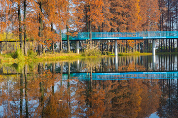 Autumn scenery of Wuhan East Lake Wetland Park Scenic Area