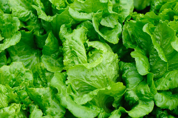 Green lettuce in growth at vegetable garden