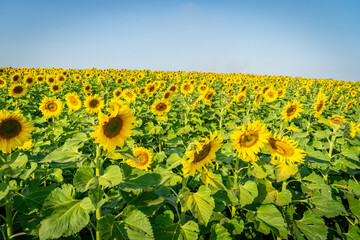
Beautiful blooming sunflower field, a beautiful day to see the beautiful flowers and relax.