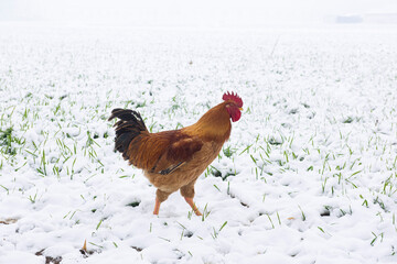 a rooster in the snow in the open field. Free Range Organic chicken. 