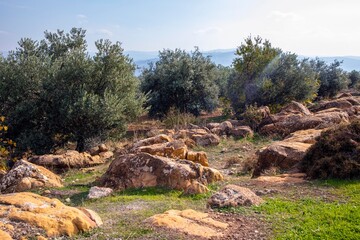 اشجار زيتون تلة الامنيات  - الاردن- Hill of Wishes olive trees- Jordan 