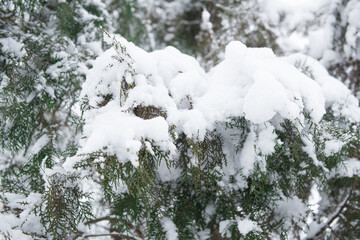 pine tree branche covered with snow. Snow winter background. Selective focus