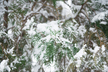 pine tree branche covered with snow. Snow winter background. Selective focus