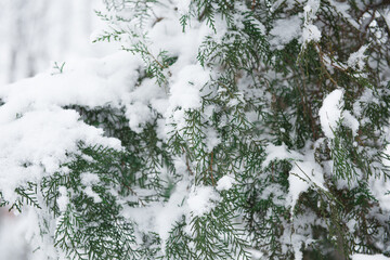 pine tree branche covered with snow. Snow winter background. Selective focus