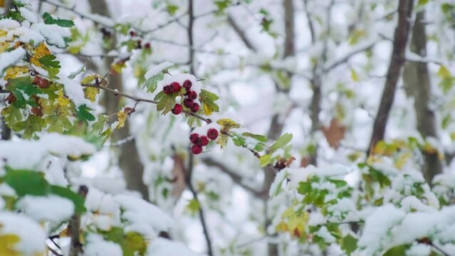 Hawthorn tree with red berries covered with the first snow. Crataegus rhipidophylla commonly known as hawthorn, quickthorn, thornapple, May-tree, whitethorn, Mayflower or hawberry on winter