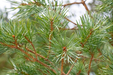 Green branches of a pine