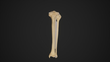 Anatomical Illustration of Left Tibiofibular Joints.3d rendering