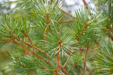 Green branches of a pine