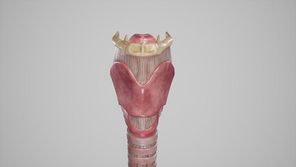 Anterior View of Larynx.3d rendering