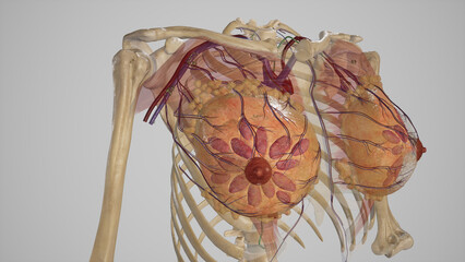 Blood Supply of Breast.3d rendering - obrazy, fototapety, plakaty
