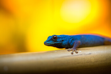 blue gecko on branch with orange background