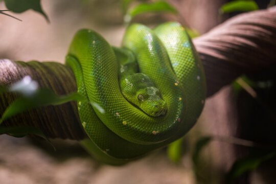 green python curled up in nature