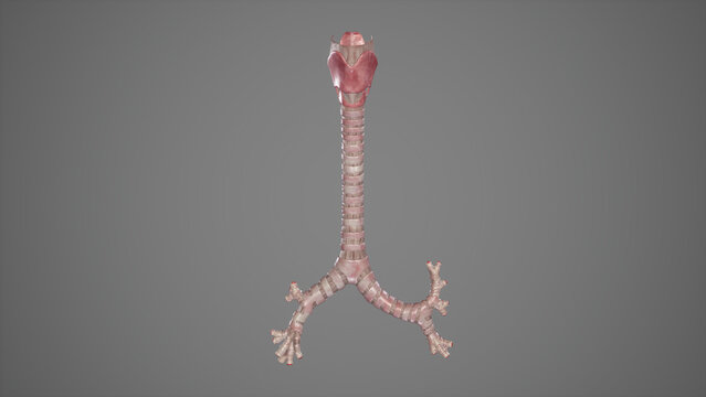 Anatomical Illustration of Trachea.3d rendering
