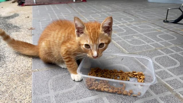 Frightened little brown cat eating dry food from tupperware. Afraid kitten standing by plastic container on house porch. Pet adoption, feeding concepts