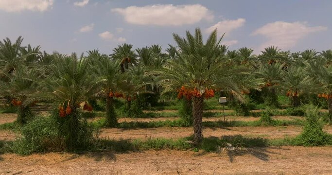 Date palm trees with clusters of ready for harvest Dates, Aerial view