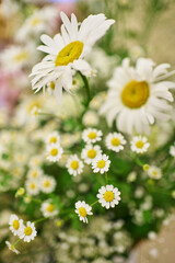 delicate white flowers. small and large daisies, delicate flowers. beautiful floral background in defocus. small chamomile flowers