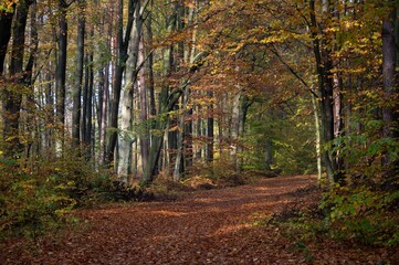 Droga w jesiennym kolorowym bukowym lesie
