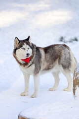 Siberian Husky in the forest landscape in the background. Lovely dogs. Friend of human. 