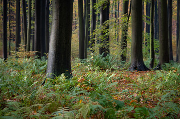 Paprocie w bukowym jesiennym lesie w rezerwacie Buczyna w Cyrance