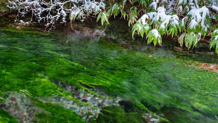 小川の水が透明で緑色の水草が流れに揺らいでいる、岸根には木々と笹に薄ら雪景色。