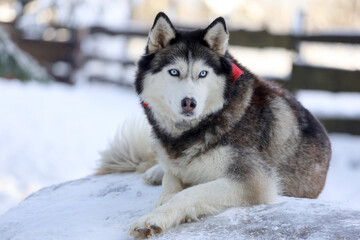 Naklejka premium Siberian Husky in the forest landscape in the background. Lovely dogs. Friend of human. 