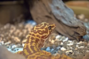 Crédence de cuisine en verre imprimé Léopard leopard gecko classic