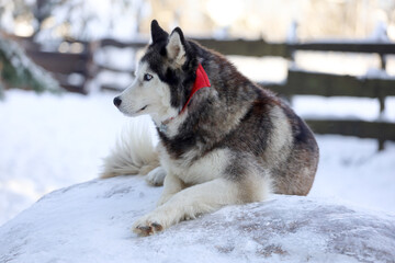 Siberian Husky in the forest landscape in the background. Lovely dogs. Friend of human. 