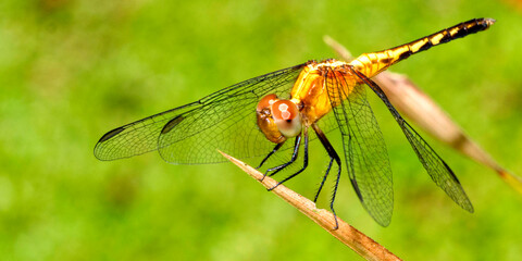 Dragonfly, Tropical Rainforest, Costa Rica, Central America, America