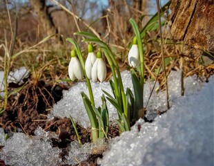 white snowdrops sprout from the snow in the spring garden