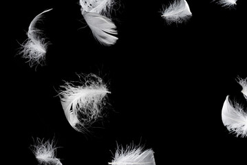 Fototapeta premium White feather isolated on a black background.