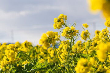 Obraz premium 春を待つ南房総 鴨川の菜な畑ロード 青空のもと満開の菜の花が輝く