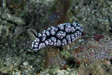 Pustulose Wart Slug Phyllidiella pustulosa