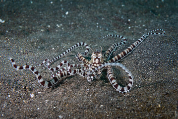 Mimic Octopus Thaumoctopus mimicus