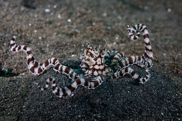 Mimic Octopus Thaumoctopus mimicus