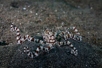 Mimic Octopus Thaumoctopus mimicus