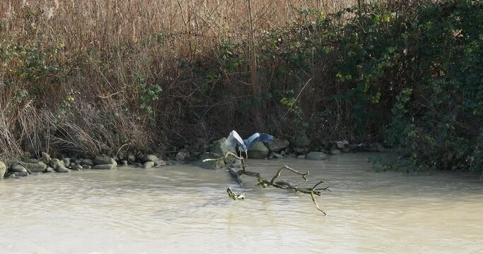 (Ardea cinerea) H&eacute;ron cendr&eacute; en chasse se posant ailes d&eacute;ploy&eacute;es sur une branche au bord du Rhin en Suisse