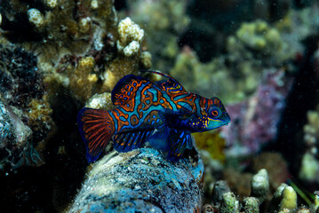 Mandarinfish Synchiropus splendidus