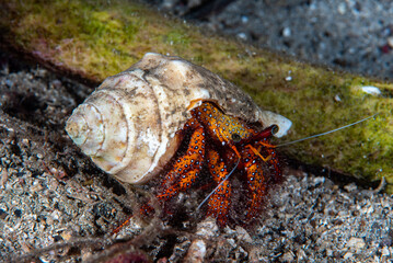 White-spotted Hermit Crab Dardanus megistos