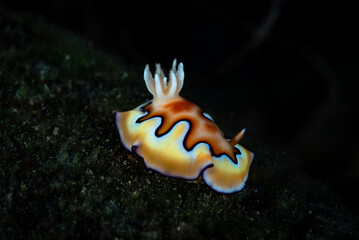 Goniobranchus coi