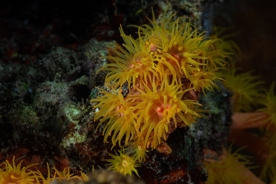 Orange Cup Coral Tubastraea coccinea