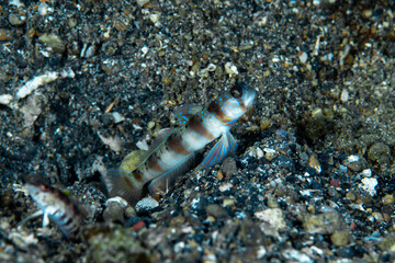 Arcfin Shrimpgoby Amblyeleotris arcupinna