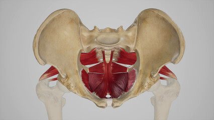 Muscles of Pelvis Anatomy Illustration.3d rendering - obrazy, fototapety, plakaty