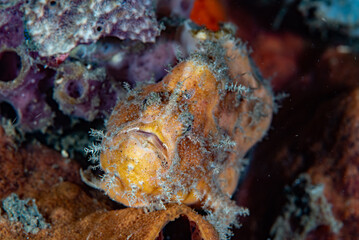 Big-spot Angler Abantennarius nummifer