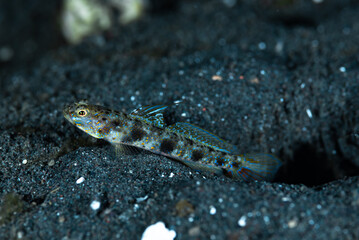 Undescribed Shrimpgoby Vanderhorstia sp.