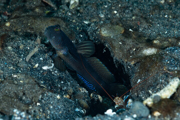 Barred Shrimp-Goby Cryptocentrus fasciatus