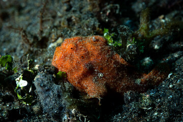 Painted frogfish Antennarius pictus